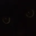 ilovemycatbeano