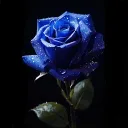 Lakhdar Zellagui's Avatar