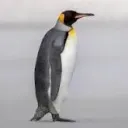 ._penguino_. avatar