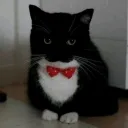 angel_hzx_52126 avatar