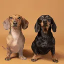 perrosalchicha0162 avatar