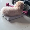 Click to download Pte Isabelle Chong Dai Rong