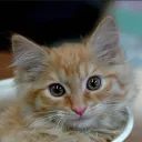 Аватар janis08012014