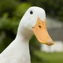 duckitooo
