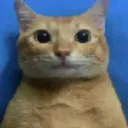 .slimecat.
