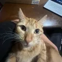 yellowtails56_yt