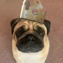 waffles_the_pug avatar