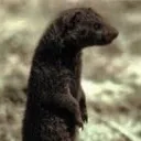 lethalmongoose