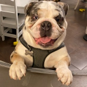 sharkyvr0493's Avatar