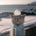 avatar 𝐀𝐘𝐔𝐒𝐇