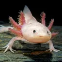axolotl_crusader_