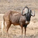 guinu0705