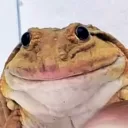 akmandor