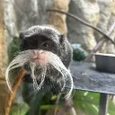 ceppetto's Avatar