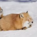 just_snowfox