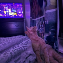 avatar ѵαlօղkҽվ!