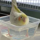 iamnotlemongrease.