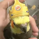 iamnotlemongrease.