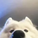 dekviolet