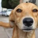 justannormalarras.io avatar