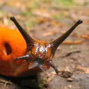 lammergeier.