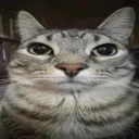 cuchurrumin1345 avatar
