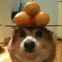 tang_pls