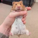 hamstermanlovescheese