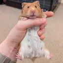 hamstermanlovescheese