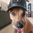 lovethek9s