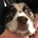 napo