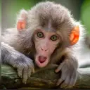 moonmonkey23_32670 avatar