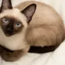 thakokobean
