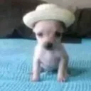francoputo123 avatar