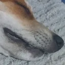 ceausescu_1gg avatar