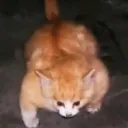 Аватар yapryanik_