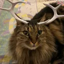 felinusfish