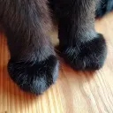 kittypawnoir_97873
