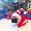 Аватар makakaskrasnoikakoi0109