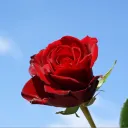 fart.n.roses