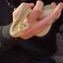 bluetadhger97