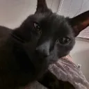 kitty_overlord avatar