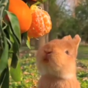 avatar ☆ꨄl̷u̷x̷ꨄ☆