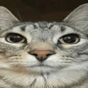 s1g.n_ing