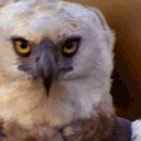 gryph667
