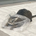 aka_za911#9447's avatar