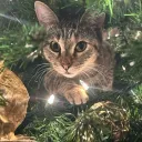 fireissofire_60921 avatar