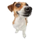 capivara0050