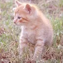 radioactivekitty7024