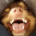 lolzep